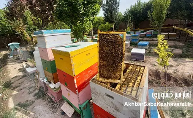زنبورداری-افغانستان-8