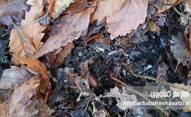 خاک-زنده؛-کارخانه-پنهان-حیات-در-کف-جنگلهای-هیرکانی+-ویدئو-2