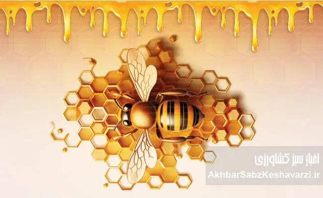 حقایقی-درباره-زنبوران-عسل-2