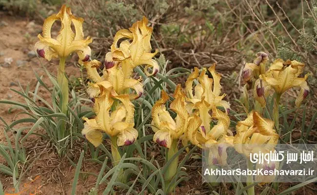 چرا-گیاهان-بومی-دوباره-به-سفره-ایرانی-برمیگردند؟-2.jpg-3