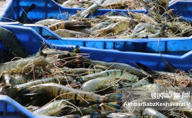 نگاهی-نو-به-نقش-میگو-در-سفره-ایرانی-و-توسعه-پایدار-صنعت-پرورش-آبزیان-2.jpg-2