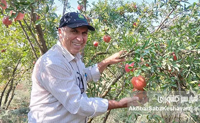 عیسی-لکزایی؛-کشاورز-نوآور-آق‌قلایی-و-تولیدکننده-انار-سالم-5
