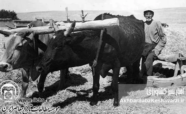 کشاورزی-ایران-در-پهلوی-اول2