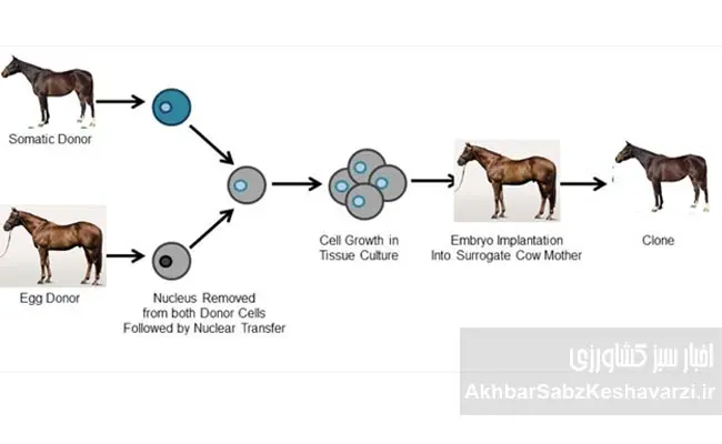 انتقال-جنین-در-اسب1
