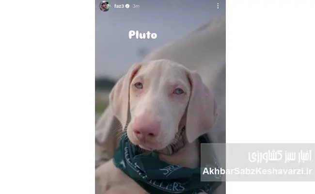نام-سگ-جدید-ولیعهد-دبی-با-رأی-۱۷-میلیون-دنبالکننده-اینستاگرام.jpg-2