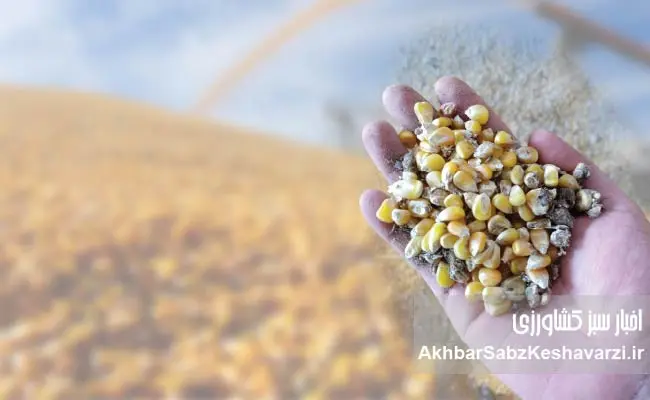 غذای-دام-را-آزمایش-کنید؛-تصمیمی-ساده-با-سودی-بزرگ