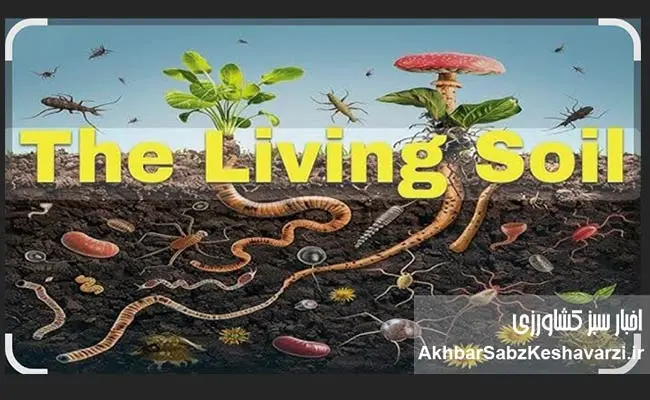 چرا-خاک-را-شخم-نزنیم؟