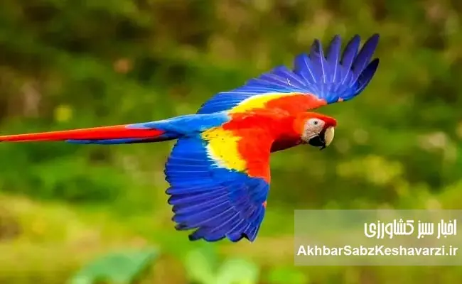 مکائو-سرخ-فام