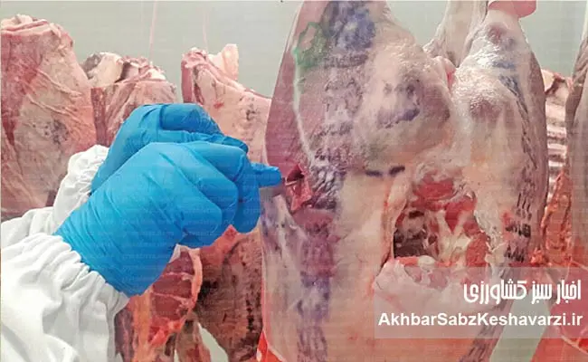 سندروم-لاشه-مرطوب-گوسفند-1