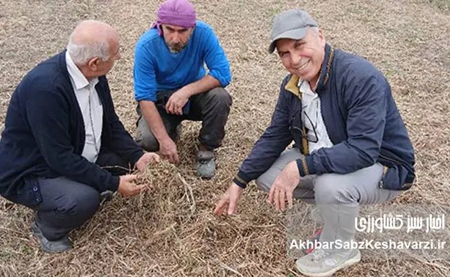 کشاورزی-حفاظتی-از-لحظه-برداشت-آغاز-می‌شود