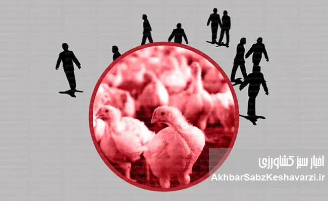 وقتی-بحران-به-سفره-مردم-می‌رسد؛-فجایع-در-صنعت-مرغداری-3