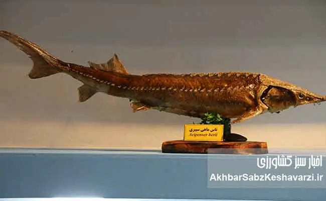 نسل-ششم-پرورشی-ماهی-آزاد-دریای-کاسپین--10