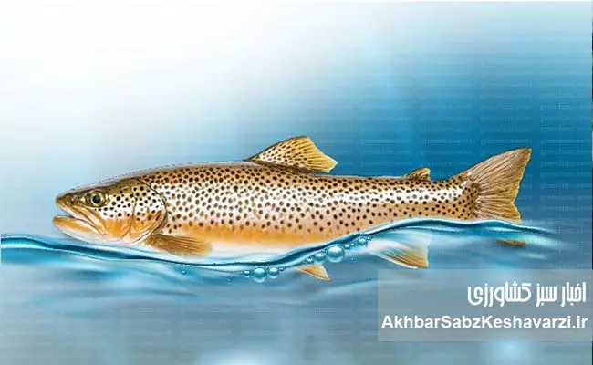 جهان-در-آستانه-۲۰۰-میلیون-تن-آبزیان-4