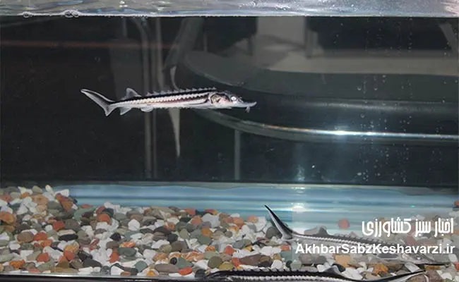 مدیرکل-شیلات-اردبیل-رشد-چشمگیر-تولید-و-اشتغال-با-بهرهگیری-از-ظرفیتهای-آبی-7