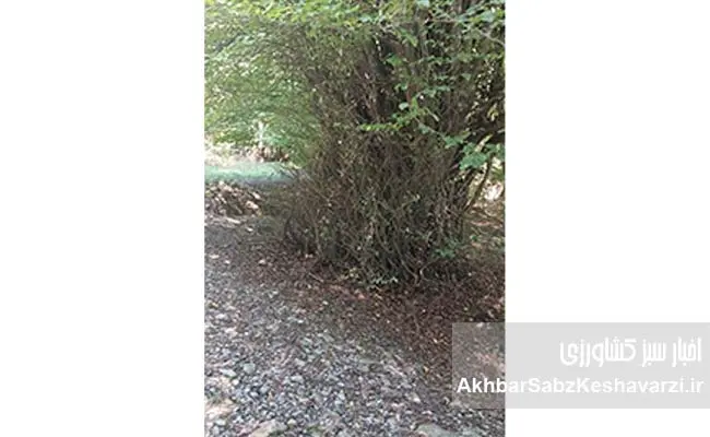 جنگل-النگدره-گرگان-در-مهار-سیلاب-2