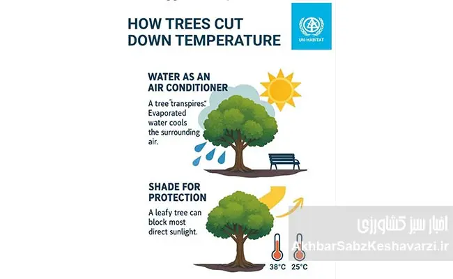 چگونه-درختان-دما-را-بهطور-طبیعی-کاهش-میدهند