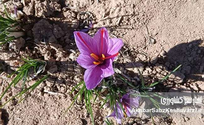 زعفران-کمآب-و-سالم-وامنان-6