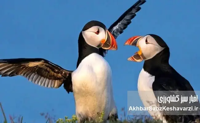 طوطی-دریایی