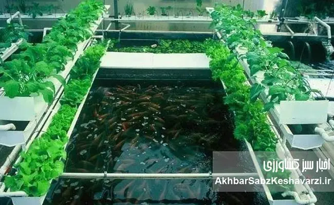 Aquaponics4