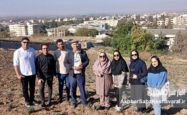 طرح-دکتر-خراسانینژاد-برای-کشت-دیم-اسطوخودوس-عمود-بر-شیب--5