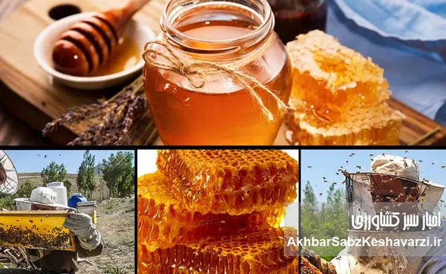 صنعت-زنبورداری-ایران