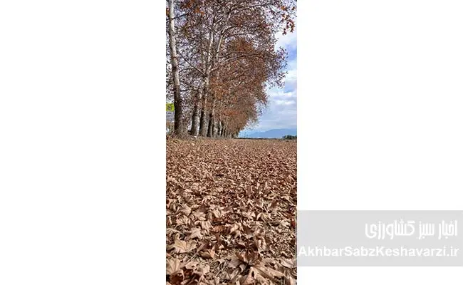 راز-پنهان-در-فرش-برگ‌های-پاییزی-گرگان؛-کریدورهای-سبزی-که-نفس-شهر-را-تازه-می‌کنند-3