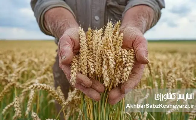 قیمت-تضمینی-گندم-2