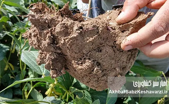کرم‌های-خاکی-مهندسان-خاموش-حاصلخیزی-در-مزارع-گلستان-2