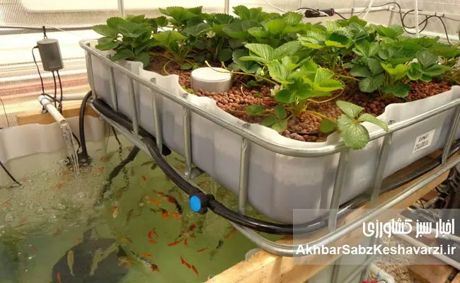 Aquaponics1
