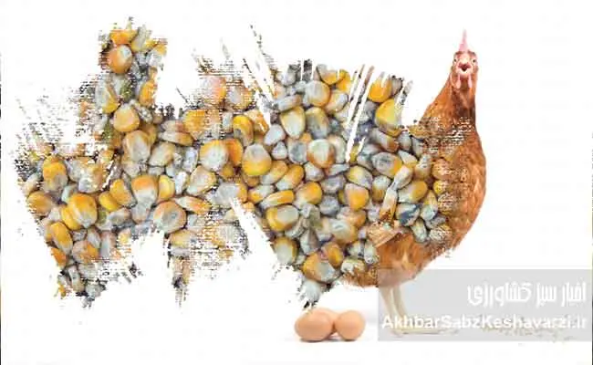 زیانهای-نهادههای-آلوده-در-پرورش-مرغ-1