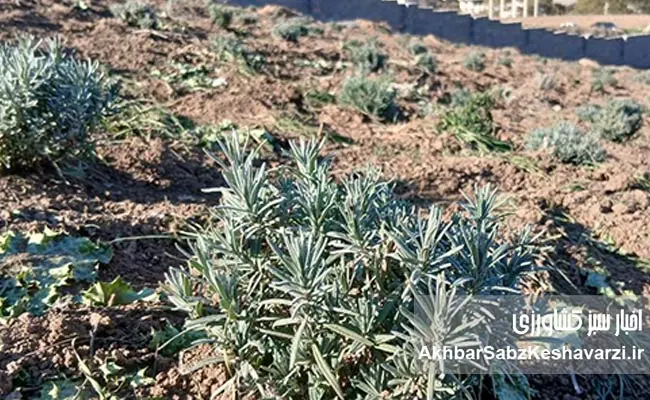 طرح-دکتر-خراسانینژاد-برای-کشت-دیم-اسطوخودوس-عمود-بر-شیب--4