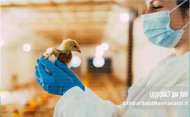 مواظب-گامبورو-در-مرغداریها-باشید--2