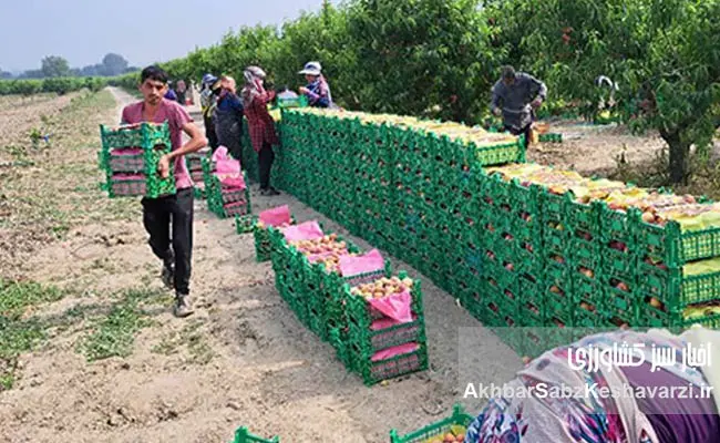 بازدید-دانشجویان-دانشگاه-گرگان-از-مزرعه-نمونه-کردکوی3