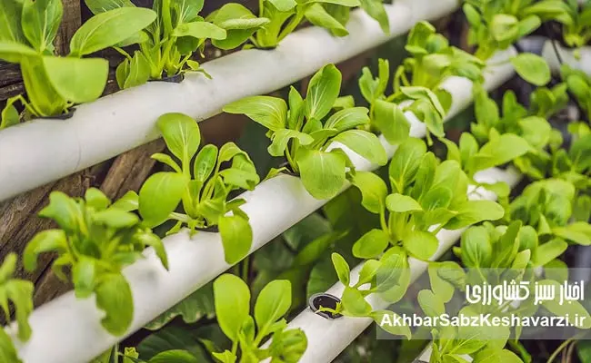 Hydroponic-Farming2