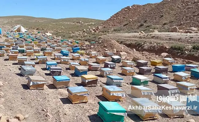 زنبورداری-افغانستان-12