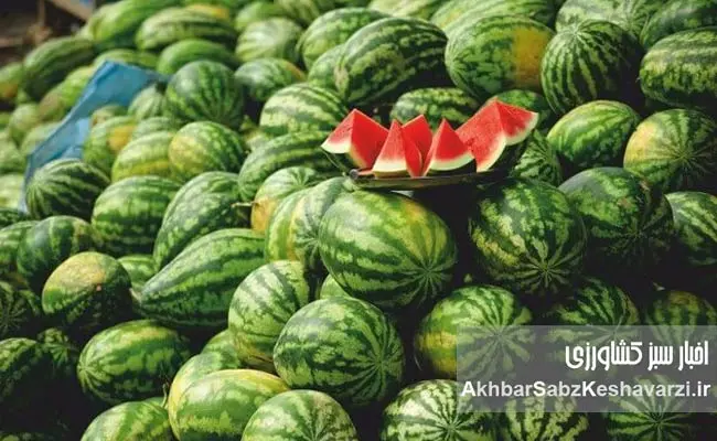 جنجال-آلودگی-هندوانه-ایرانی-1
