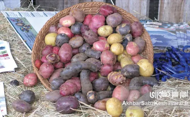 انواع-سیب-زمینی2