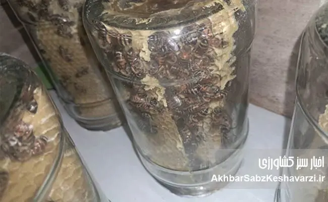 گفت‌وگوی-اختصاصی-با-رضا-خلیلی،-زنبوردار-خوش‌فکر-در-مسیر-نوآوری-2