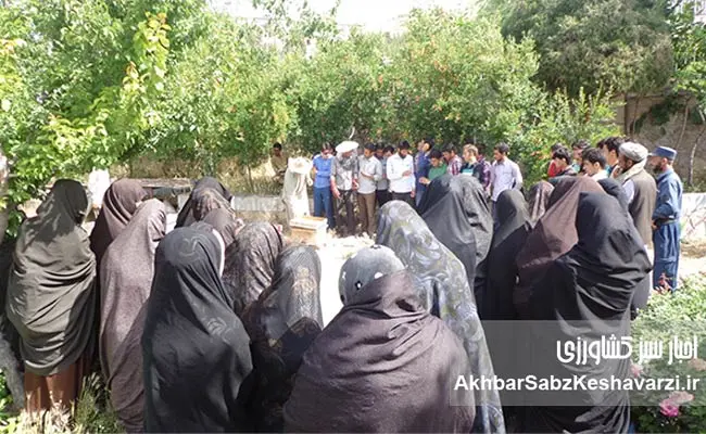 زنبورداری-افغانستان--4