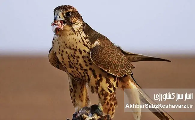 صید-پرندگان-شکاری.jpg-1.jpg-2