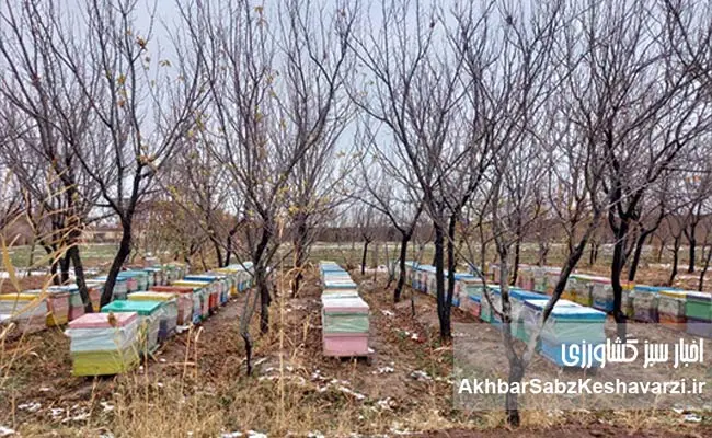 زنبورداری-افغانستان-7