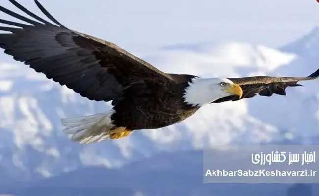 عقاب-سر-سفید