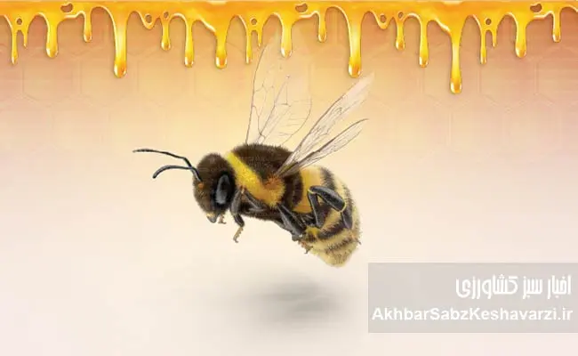 حقایقی-درباره-زنبوران-عسل-4