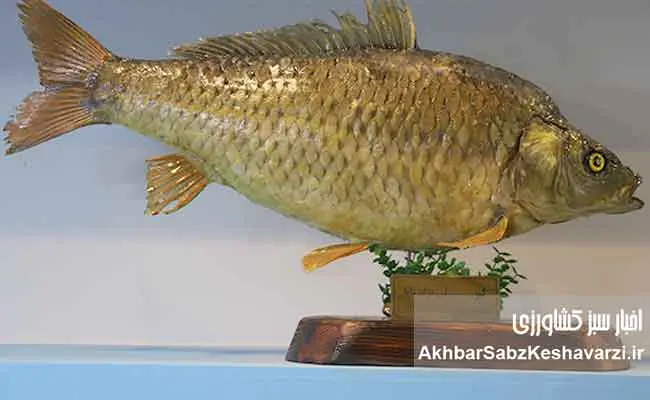 نسل-ششم-پرورشی-ماهی-آزاد-دریای-کاسپین--9