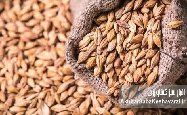 رقص-مافیا-در-بازار-نهاده‌های-دامی-و-قصه-پرغصه-جو