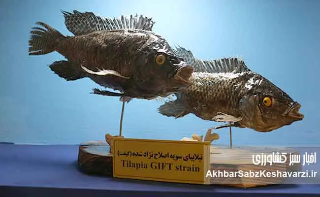 نسل-ششم-پرورشی-ماهی-آزاد-دریای-کاسپین--7