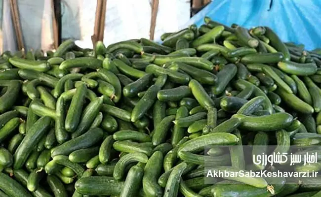 قیمت-خیار-و-کاهو.jpg-1