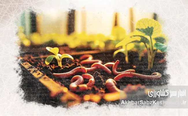 راهنمای-جامع-تولید-ورمی‌کمپوست3