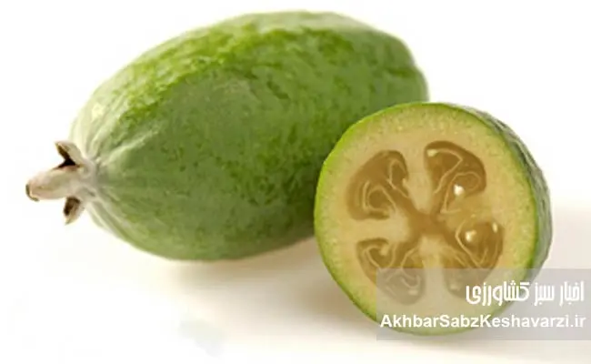 فوجیا؛-میوه‌ای-شگفت‌انگیز-که-عطری-از-بهشت-دارد.jpg-1