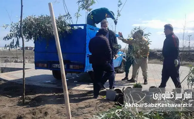 همدلی-برای-طبیعت؛-درختکاری-گسترده-در-ساحل-سیترا-نوشهر-5.jpg-6